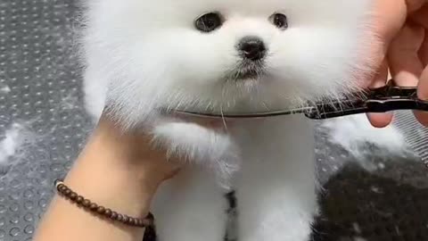 adorable pet