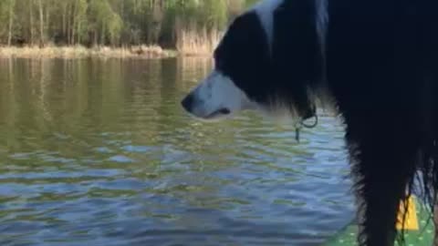 Border Collie Paddle Boarding