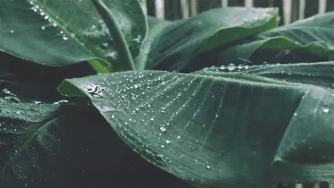 🎧 Son da Natureza,Som de Água Corrente para Relaxar