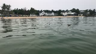 Ducks in the Water