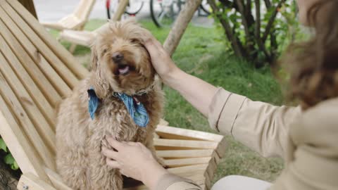 Cute Dog Sitting On his A Wooden Chair