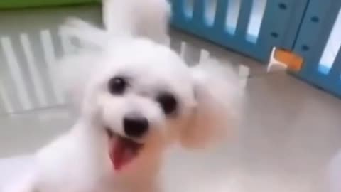 Happy Dancing Doggo