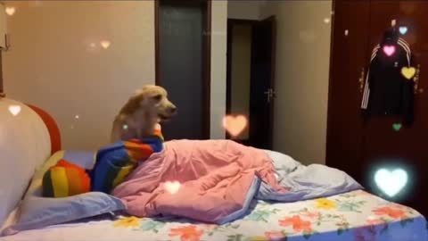 Baby Dogs - Compiled : Cute and Funny Dog Videos | Aww Animals