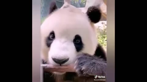 Cute Pets and Funny Animals Compilation _ Tik Tok Videos _ - Funniest Videos Ever