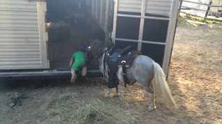 Miniature Pony and his Miniature Trainer