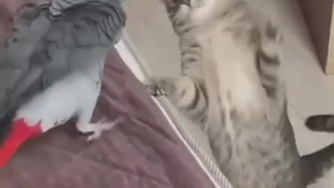 Funny video parrot and cat are fighting