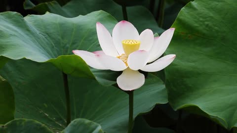 The pond is blooming with beautiful water lilies