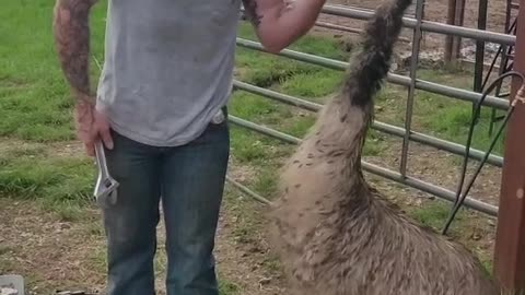 Emu Has Feelings for William