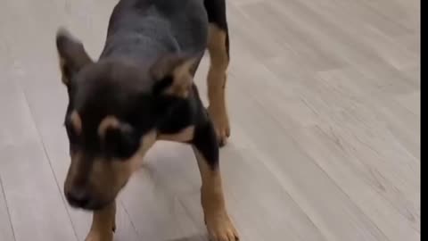 Funny dance by a dog 😂