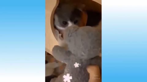 Cat Hugs Toy Bear