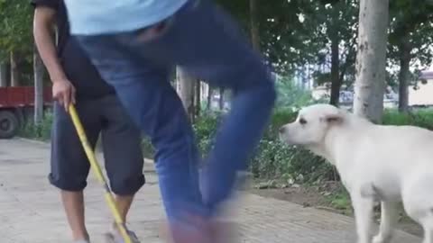 DOG SAVE BLIND MAN LIFE❤️❤️❤️