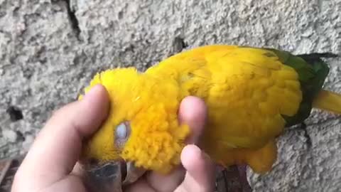 loose parrot