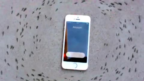 So act ringing iPhone ants