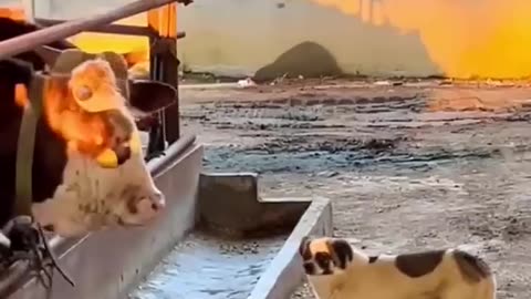 Funny Animal Videos 2022 Best Dogs And Cats Videos 😺😍 # 55