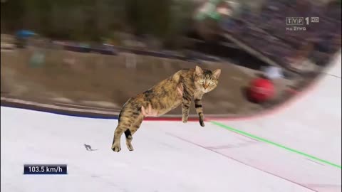 Cat Jump