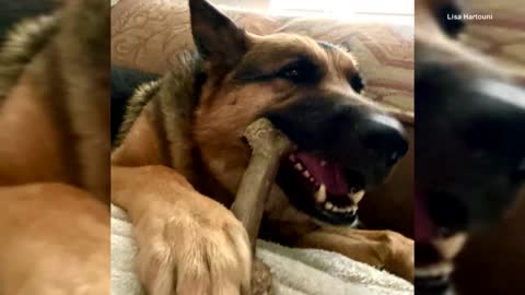 German Shepherd That Acted as Service Dog Taken From Yard