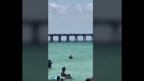 Shark swims close to a busy beach causing panic |