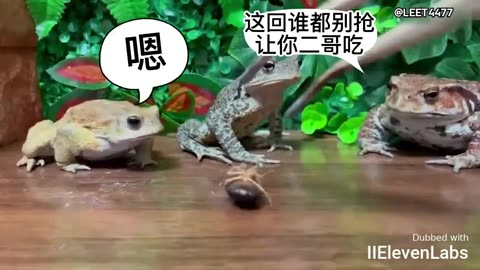 Three frogs eating bugs – there's always one that ends up hungry!