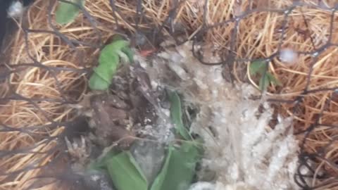 Tadpoles snacking on spinach