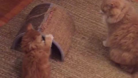 Kitten Shows Big Brother He's Boss!