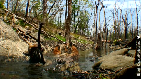 Elephant SpyCam Films Tiger Cub Collarwali & Her Adorable Brothers & Sister