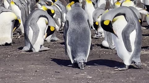 Falkland island King Penguins