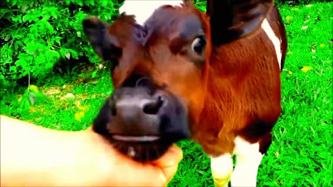 Baby cow video🐮