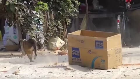 Troll with Dog & fake Lion and Fake Tiger Prank & Huge Box Prank to dog