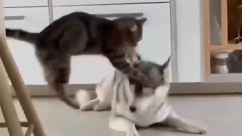 Unlikely friendship: Astonishing cat and dog duo #shorts #funnymemes