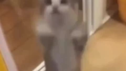 I found the original Happy Cat video 😹