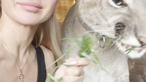 Owner Feeds Pet Puma Grass