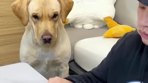 Funy dog video