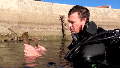 Huge clam, nearly extinct, makes comeback in Croatia