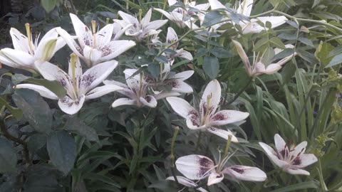 Lots of lilies