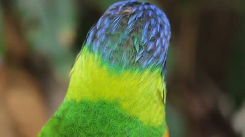 A parrot Bird colorful