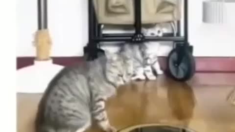 Funny animal,funny cat and dog