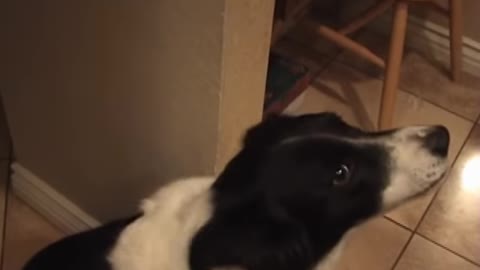 Talking border collie - trying to say "hello"!