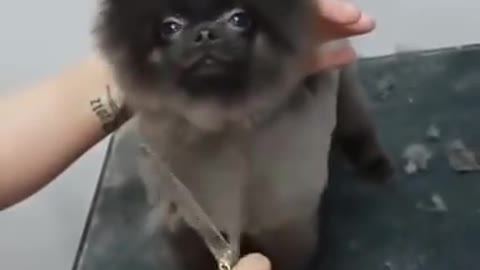 Dog DANCING to Music While Getting a Haircut