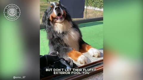 Bernese Mountain Dog - In 1 Minute_ -- The Giant _ Fluffiest Mountain Dog _ 1 Minute Animals