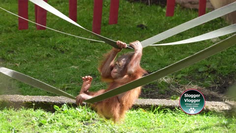 Baby Orangutan Struggles and Jazz's Sweet Support