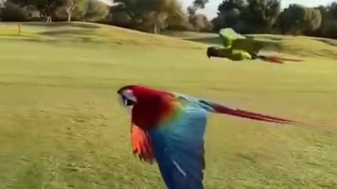 Beautiful parrots floating in the air #shorts #viral #shortsvideo #video