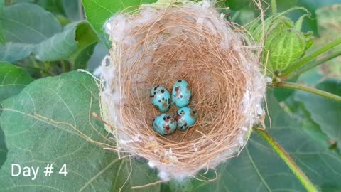 Day 1 To Day 30 Reed Warbler Cuckoo Bird Laying Eggs Until Chicks Hatching