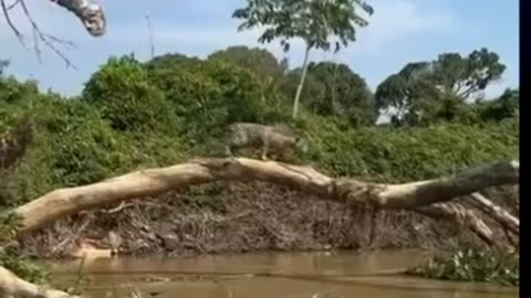 Jaguar in the Pantanal