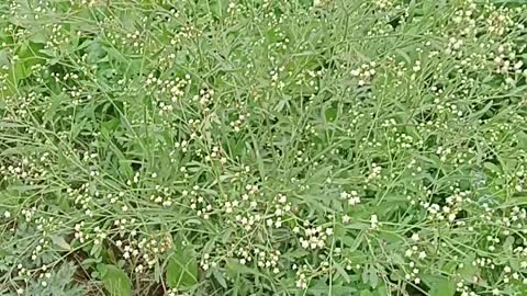 Parthenium an invasive weed