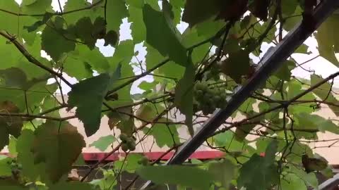 grapevines in the front yard of the house