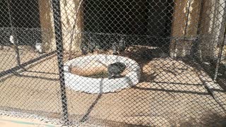 Funny Helmeted Guineafowl