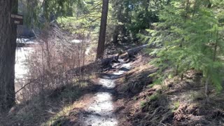 Hiking Down Mud Back to Shoreline – Metolius River – Central Oregon