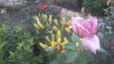 Lily between roses