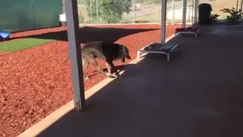 Familia rescata un perro que le quedaban pocos días de vida para demostrarle lo que es ser amado