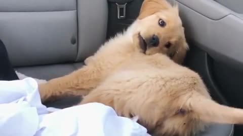 The dog is bored playing with his tail in the car